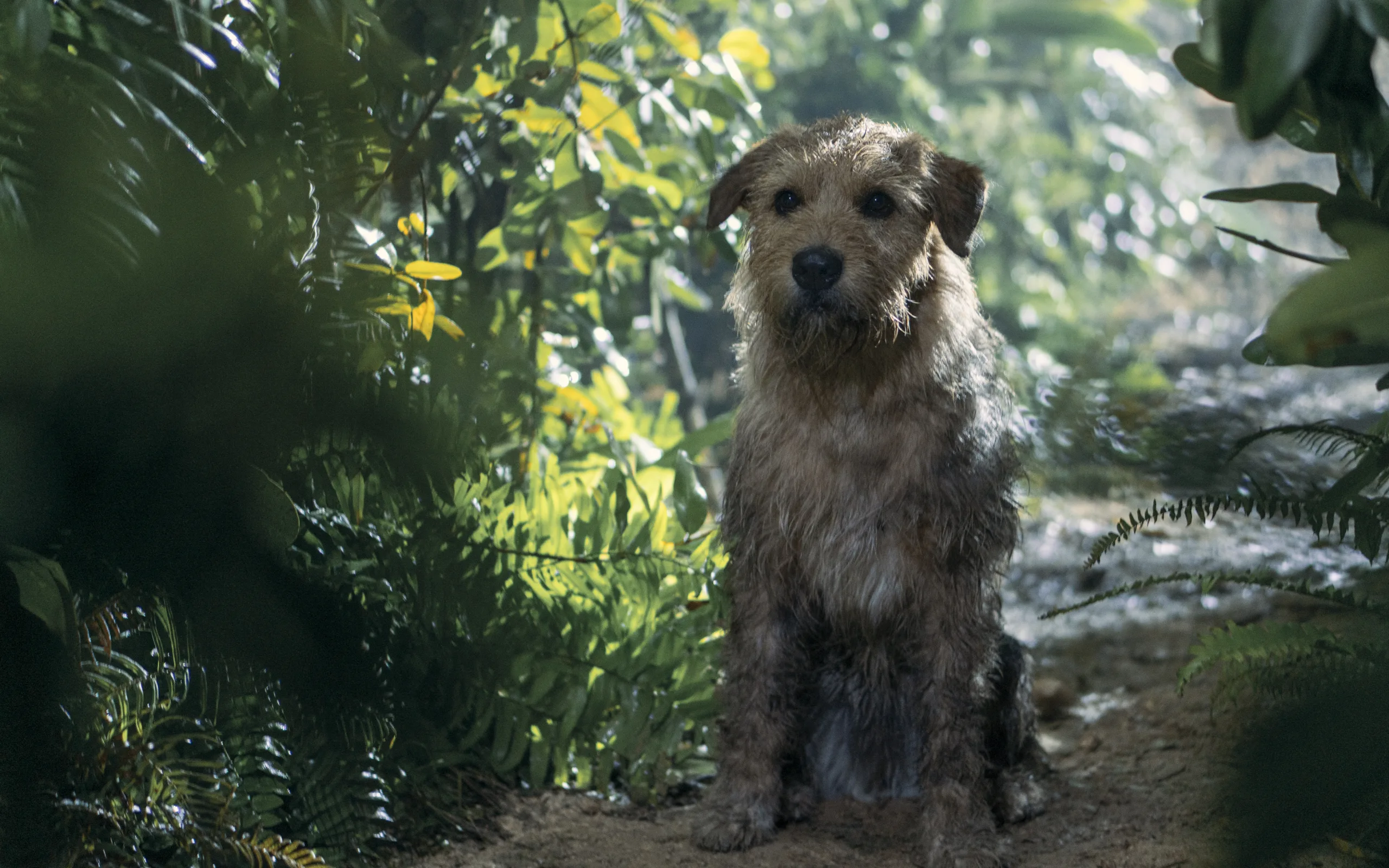 Arthur-o-vasilias-still-3